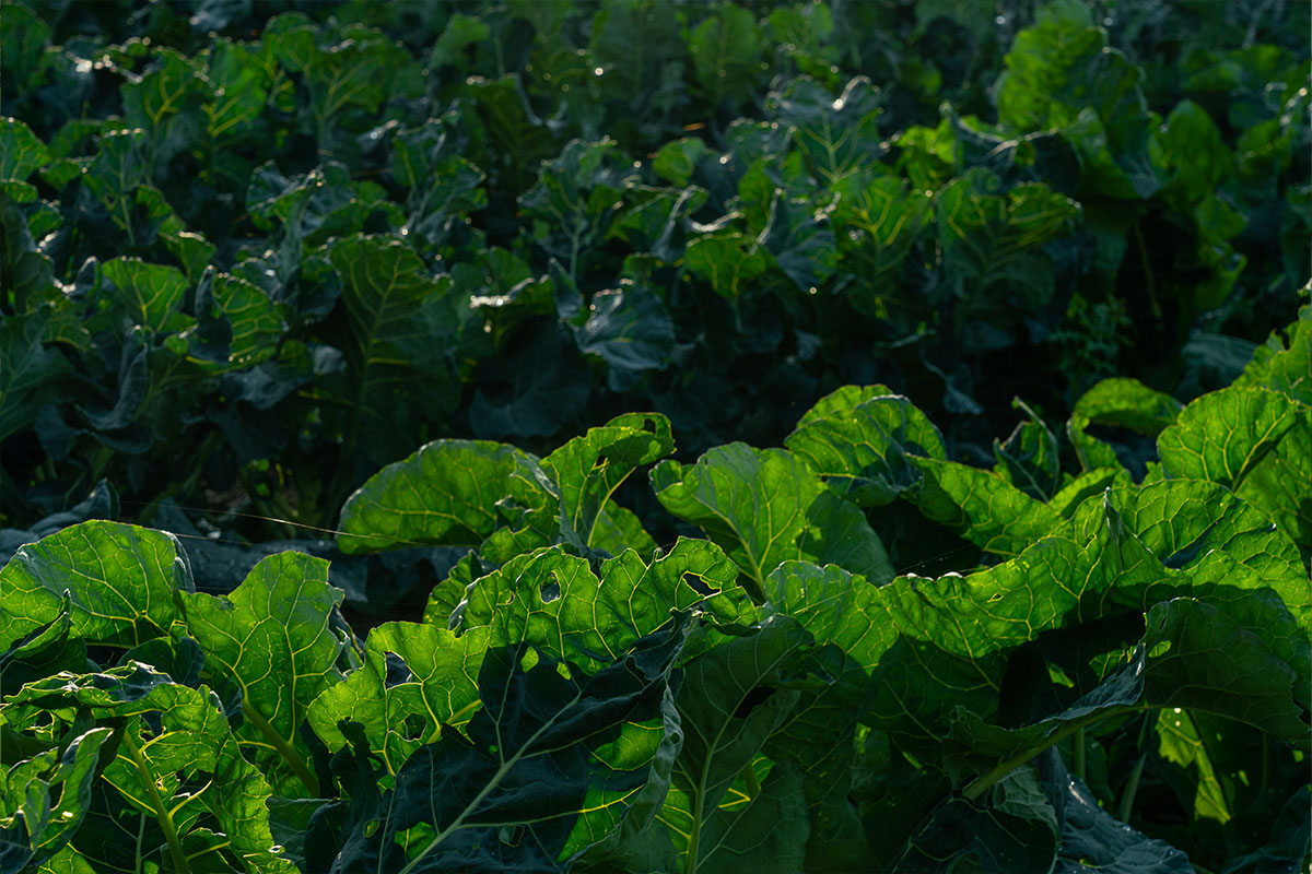 L’Orto della Fattoria