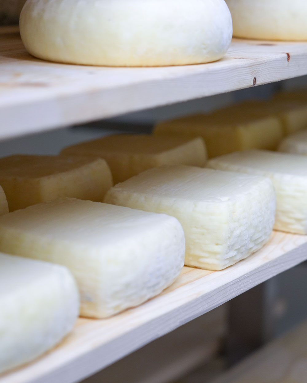 Formaggi artigianali del caseificio Fattoria Zivieri: ricotte, robiola, squacquerone, caciotte e stagionati dal latte dei nostri animali