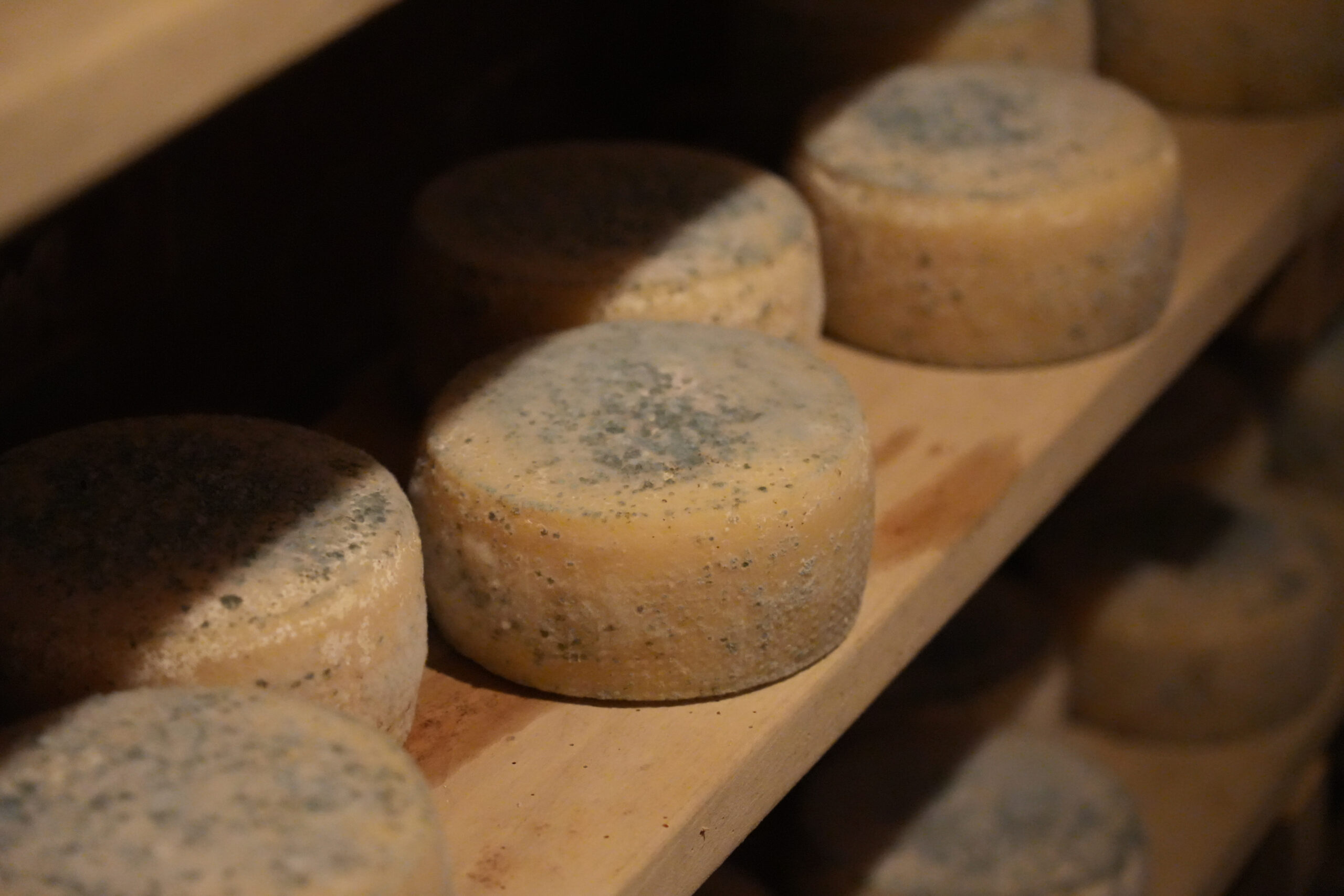 Formaggi artigianali del caseificio Fattoria Zivieri: ricotte, robiola, squacquerone, caciotte e stagionati dal latte dei nostri animali
